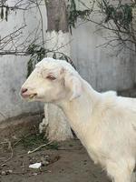 cabra blanca y negra y bebé de cabra foto