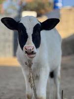 Cow and Cow Baby portrait photo