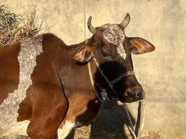 retrato de bebé de vaca y vaca foto