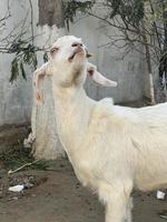 White and black goat and goat baby photo