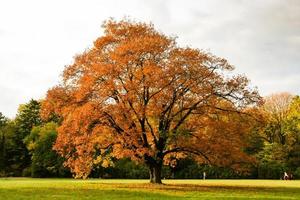 Yellow autumn trees in the park photo