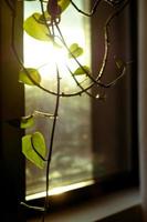 Green vines in front of window photo