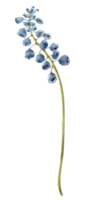Blue crocus spring flower, watercolor illustration. png