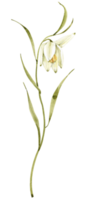 Spring snowdrop flower, watercolor illustration. png