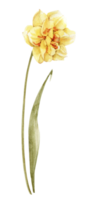 narciso flor de primavera amarilla, ilustración acuarela. png