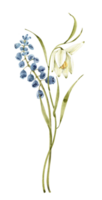 Spring bouquet of flowers, watercolor illustration. png