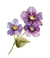 frühlingsstrauß aus gänseblümchenblumen, aquarellillustration. png