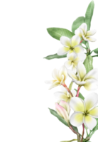 nozze invito con plumeria fiori illustrazione png