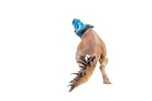 Protoceratops  , dinosaur on  isolated background png