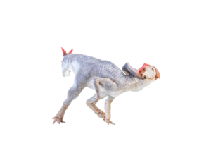 protoceratops, dinosaurio sobre fondo aislado png