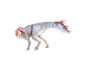 protoceratops, dinosaurio sobre fondo aislado png