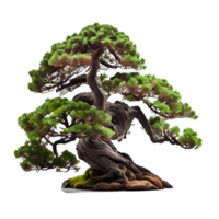 beautiful and expensive bonsai png
