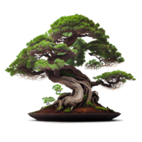 bellissimo e costoso Bonsai png