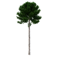 árbol aislado de alta resolución png