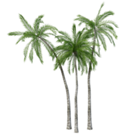 Isolated Tree High Res png