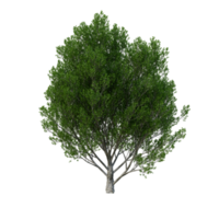 árbol aislado de alta resolución png