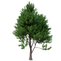 árvore isolada em alta resolução png