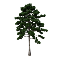 isolierter Baum hochauflösend png