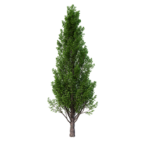 árbol aislado de alta resolución png