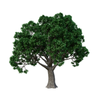 árbol aislado de alta resolución png