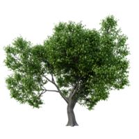 Isolated Tree High Res png