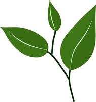 Beautiful green leaf vector