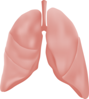 pulmón de humano. diseño realista png
