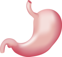 Stomach of human . Realistic design . png