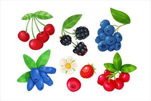 A set of various juicy berries isolated on a white background. Cherries, blackberries, blueberries, honeysuckle, strawberries and cranberry. vector