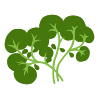 Fresh Spinach Vegetable png