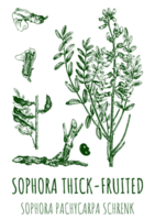 Drawings of Sophora thick-fruited. Hand drawn illustration. Latin name SOPHORA PACHYCARPA. png