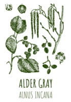 Drawings of Alder gray. Hand drawn illustration. Latin name ALNUS INCANA. png