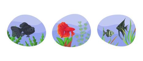 Aquarium fish on background of algae vector