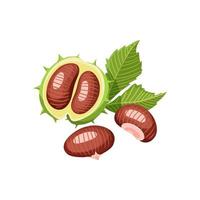 Raw chestnuts and leaf vector illustration.