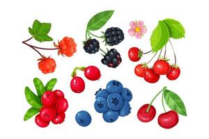 A set of various juicy berries isolated on a white background. Cherries, blackberries, blueberries, strawberries, cloudberry and lingonberries. vector