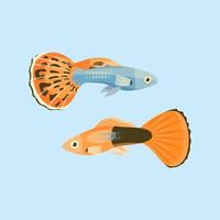 pareja de guppies de acuario adultos vector