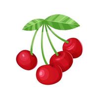 Cherry with leaves isolated on a white background. vector