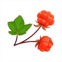 Cloudberry with leaves isolated on a white background. vector