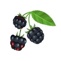 Blackberry with leaves isolated on a white background. vector