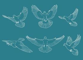 Set of dove outline. Line art style isolated. Hand drawn vector illustration.