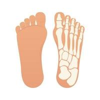 Bottom of foot with bones isolated vector illustration graphic