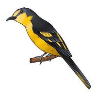 papamoscas dorado vectorial, este pájaro tiene un color amarillo dorado vector