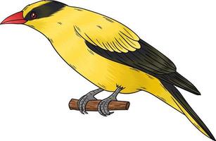 pájaro oriola vectorial, este pájaro tiene un hermoso color amarillo vector