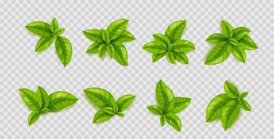 Green leaves of tea plant. Tea bush sprouts vector