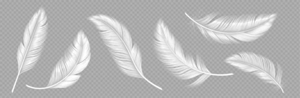 White soft feathers on gray background vector