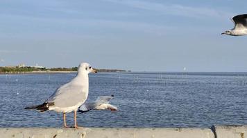 bandada de pájaros vuela sobre la superficie del mar. pájaro volando de regreso a anidar en el fondo natural del mar y el cielo durante la hermosa puesta de sol. video