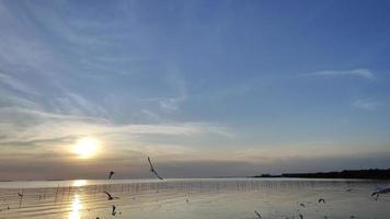 bando de pássaros voa acima da superfície do mar. pássaro voando de volta para o ninho no mar natural e no fundo do céu durante o belo pôr do sol. video