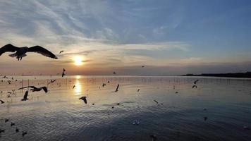 bando de pássaros voa acima da superfície do mar. pássaro voando de volta para o ninho no mar natural e no fundo do céu durante o belo pôr do sol. video