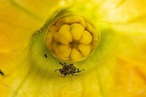 ants attacking beatle inside zucchini flower photo