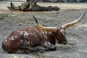 Watusi cattle big horn african mammal photo